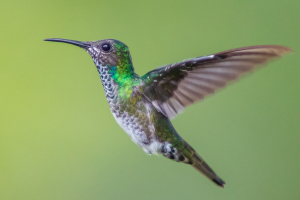 A female hummingbird mid-flight