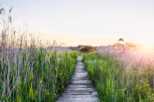 A wooden boardwalk through a marsh