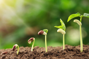 Different stages of a seed growing into a plant